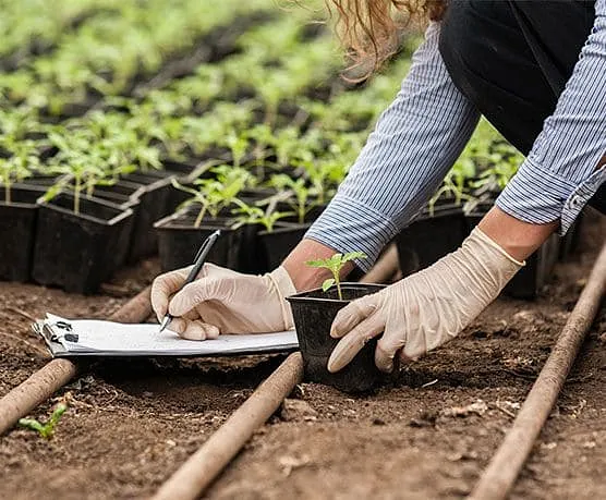 Persona revisando cultivo